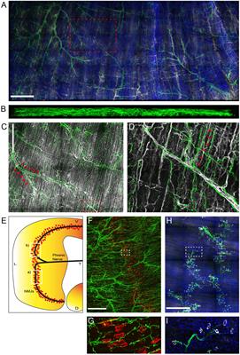 Regulatory Function of Sympathetic Innervation on the Endo/Lysosomal Trafficking of Acetylcholine Receptor